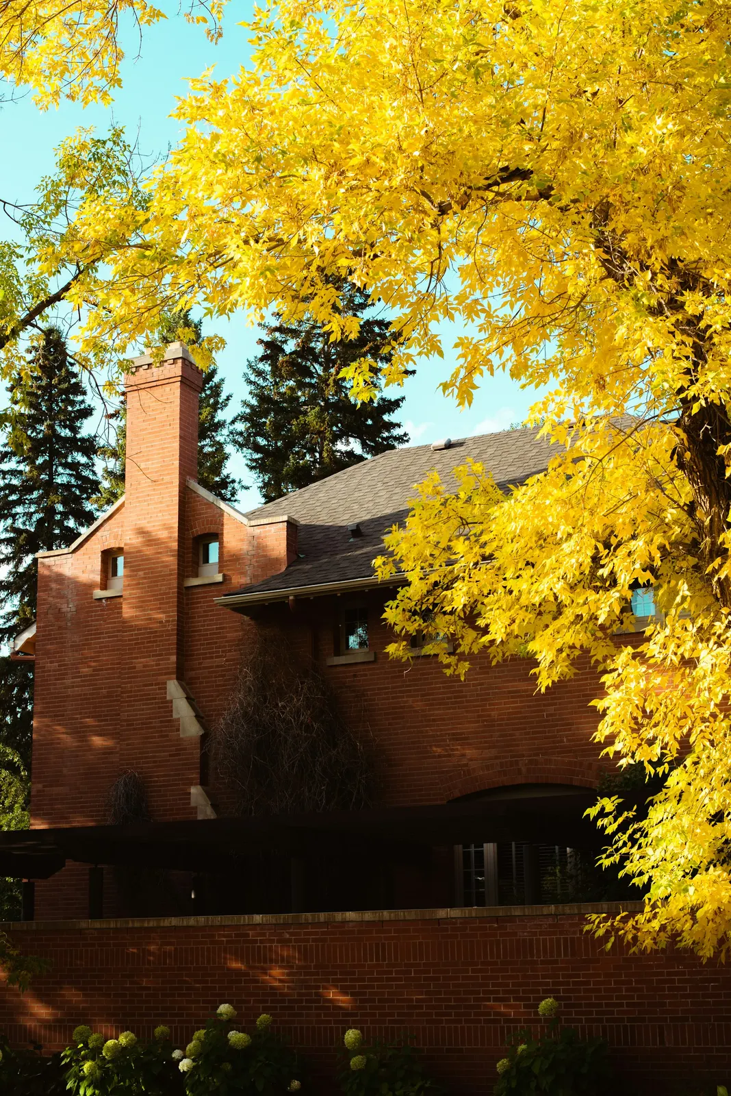 A brick house beside a yellow autumn tree